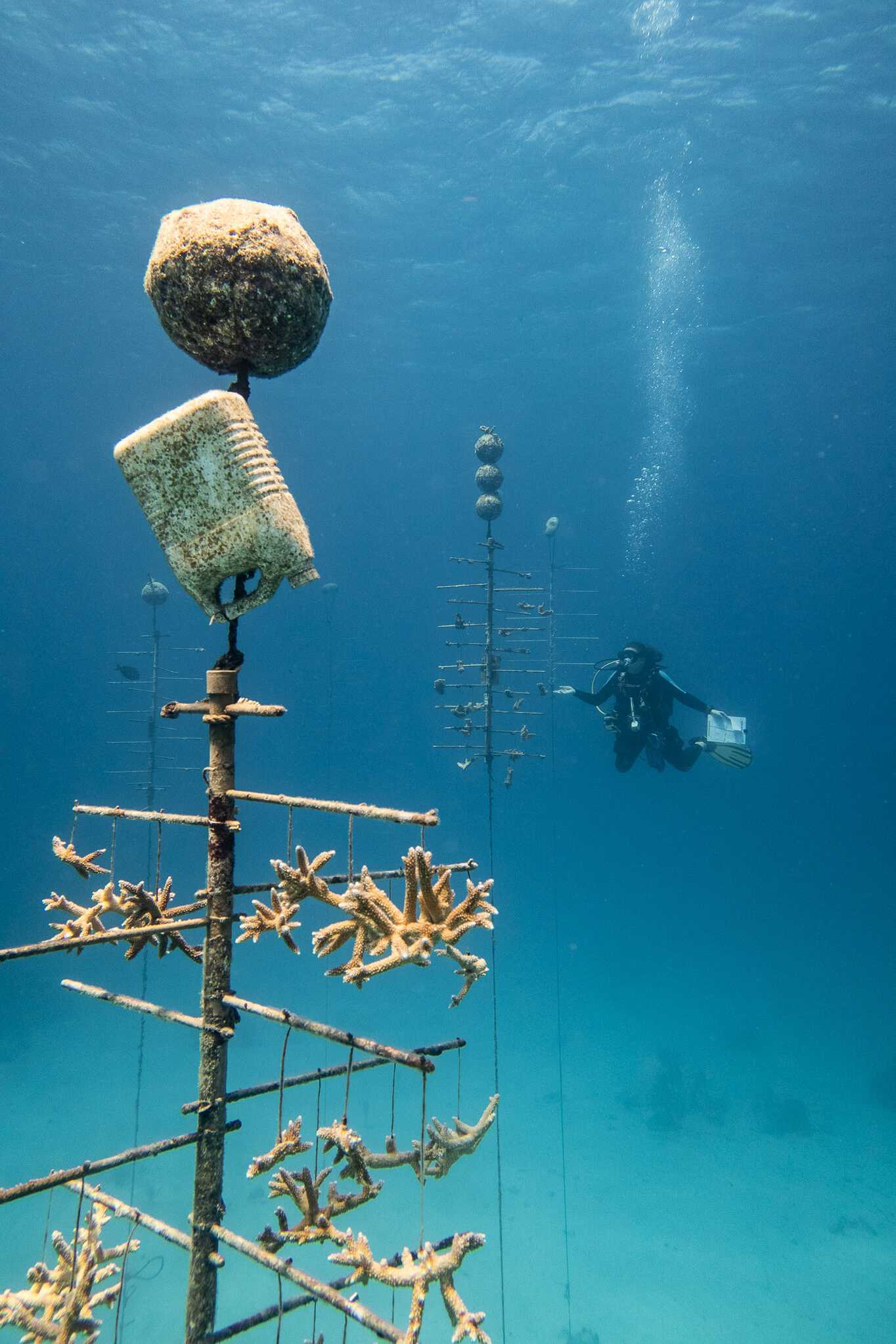 Coral nursery underwater Coral nursery underwater