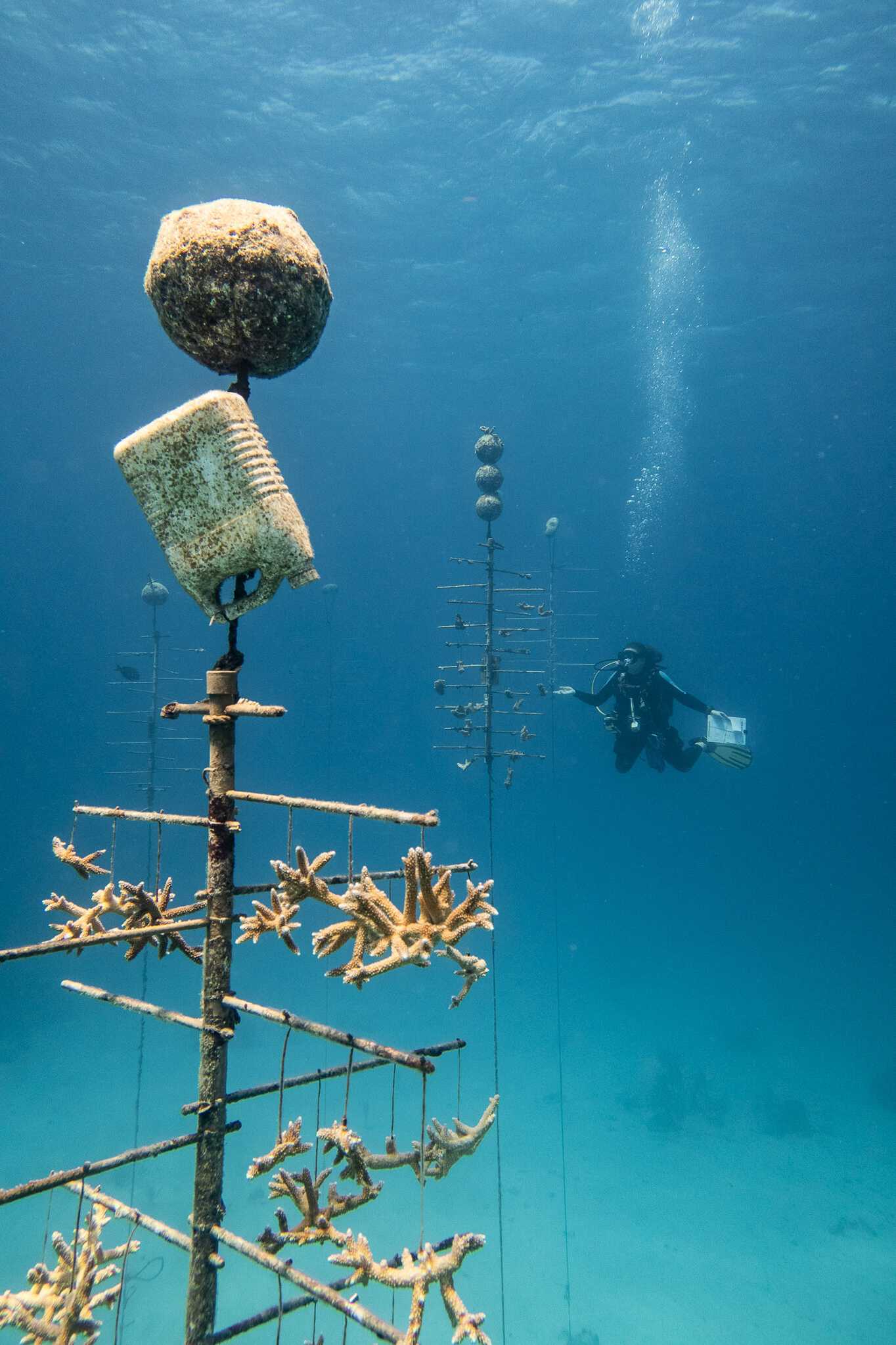 Coral nursery underwater