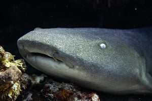 Nurse Shark resting