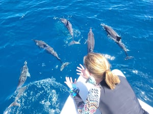 Dolphins playing with the boat