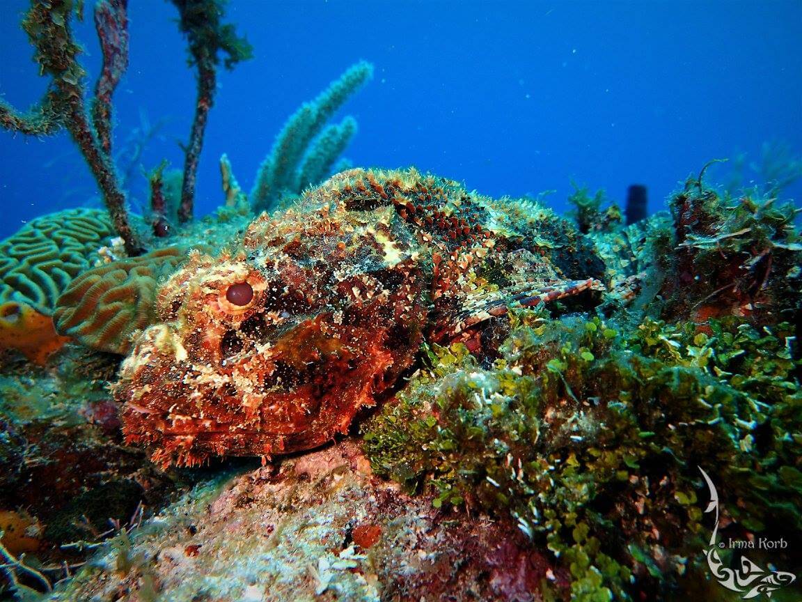 Camouflage Scorpionfish 